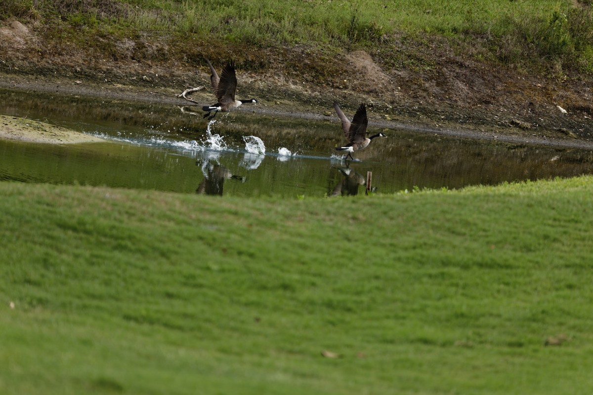 Canada Goose - ML636114009