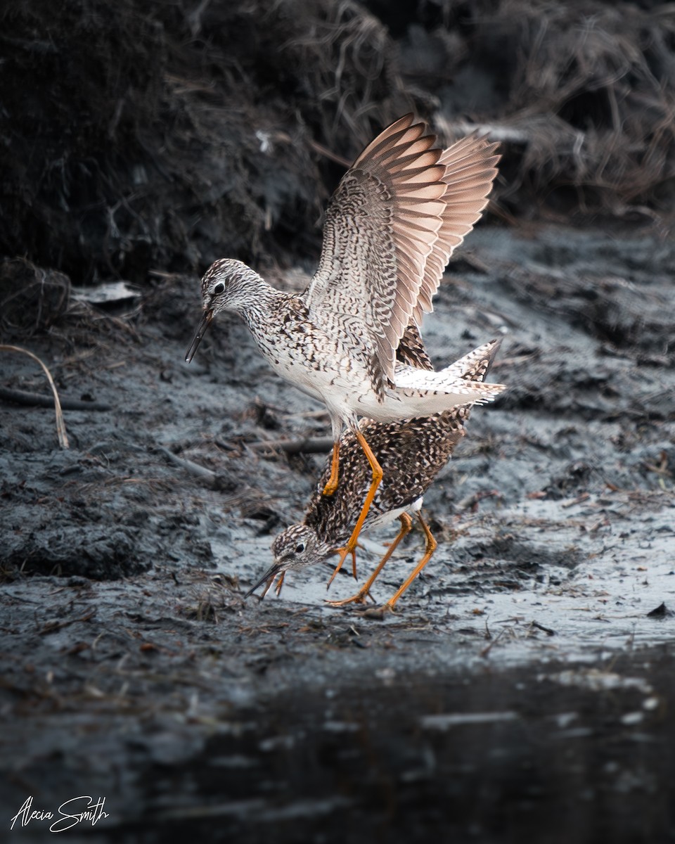 Lesser Yellowlegs - ML636114101