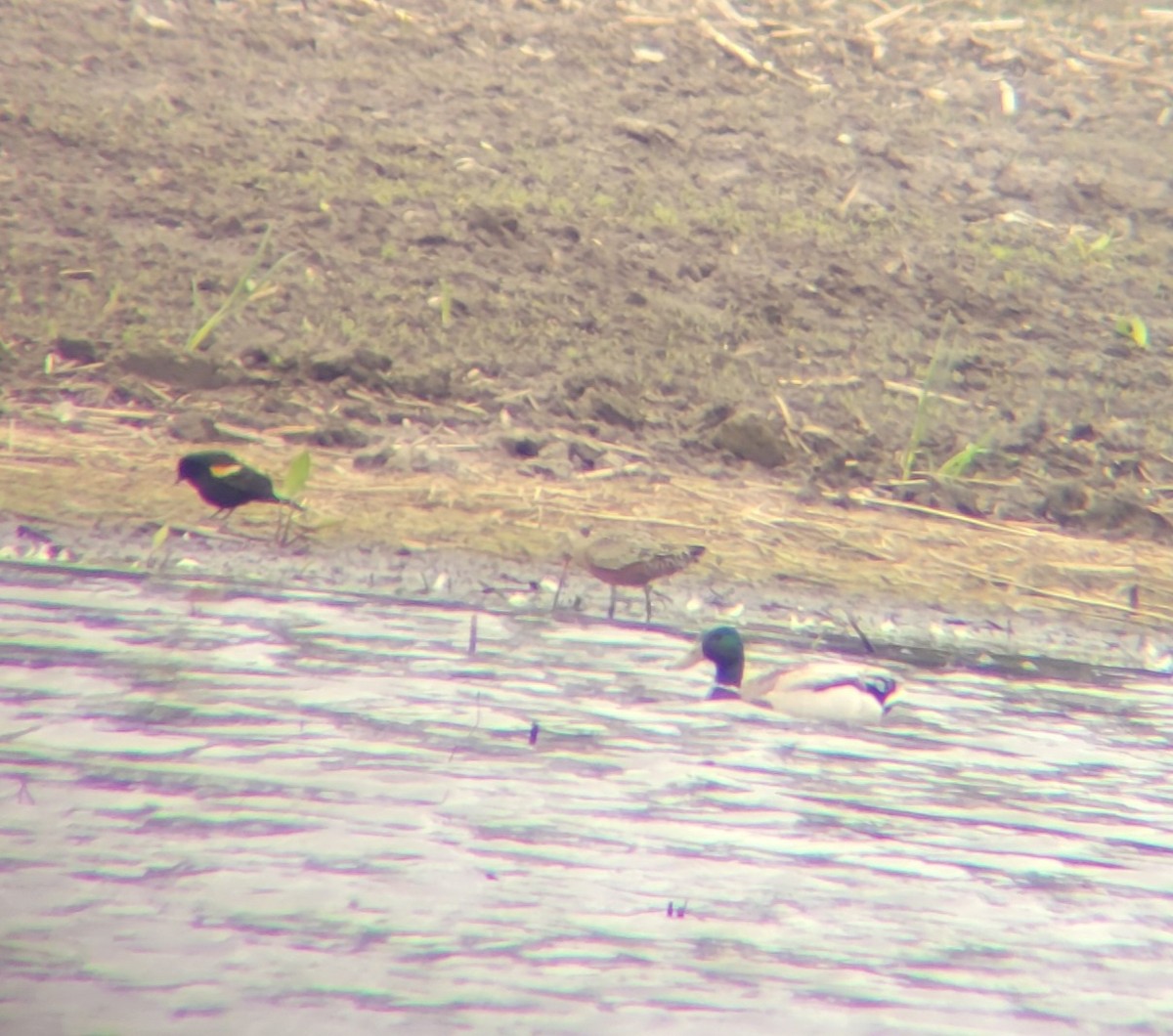 Hudsonian Godwit - ML636114112