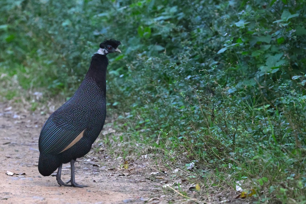 Southern Crested Guineafowl - ML636114138