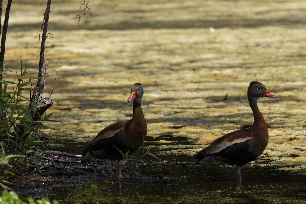 Black-bellied Whistling-Duck - ML636114257
