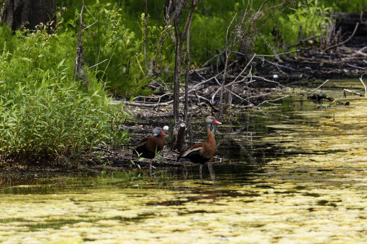 Black-bellied Whistling-Duck - ML636114260