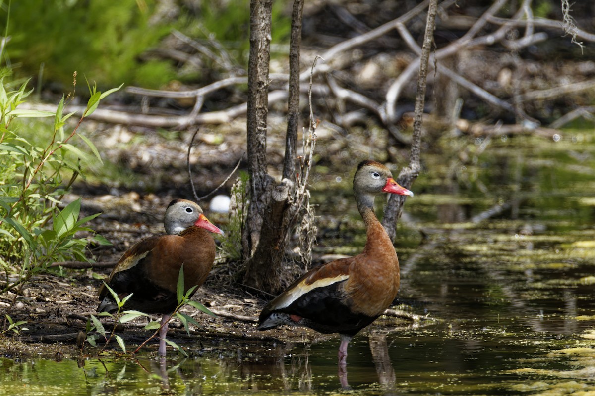 Black-bellied Whistling-Duck - ML636114262