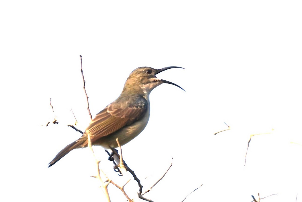 Mouse-colored Sunbird - ML636114322
