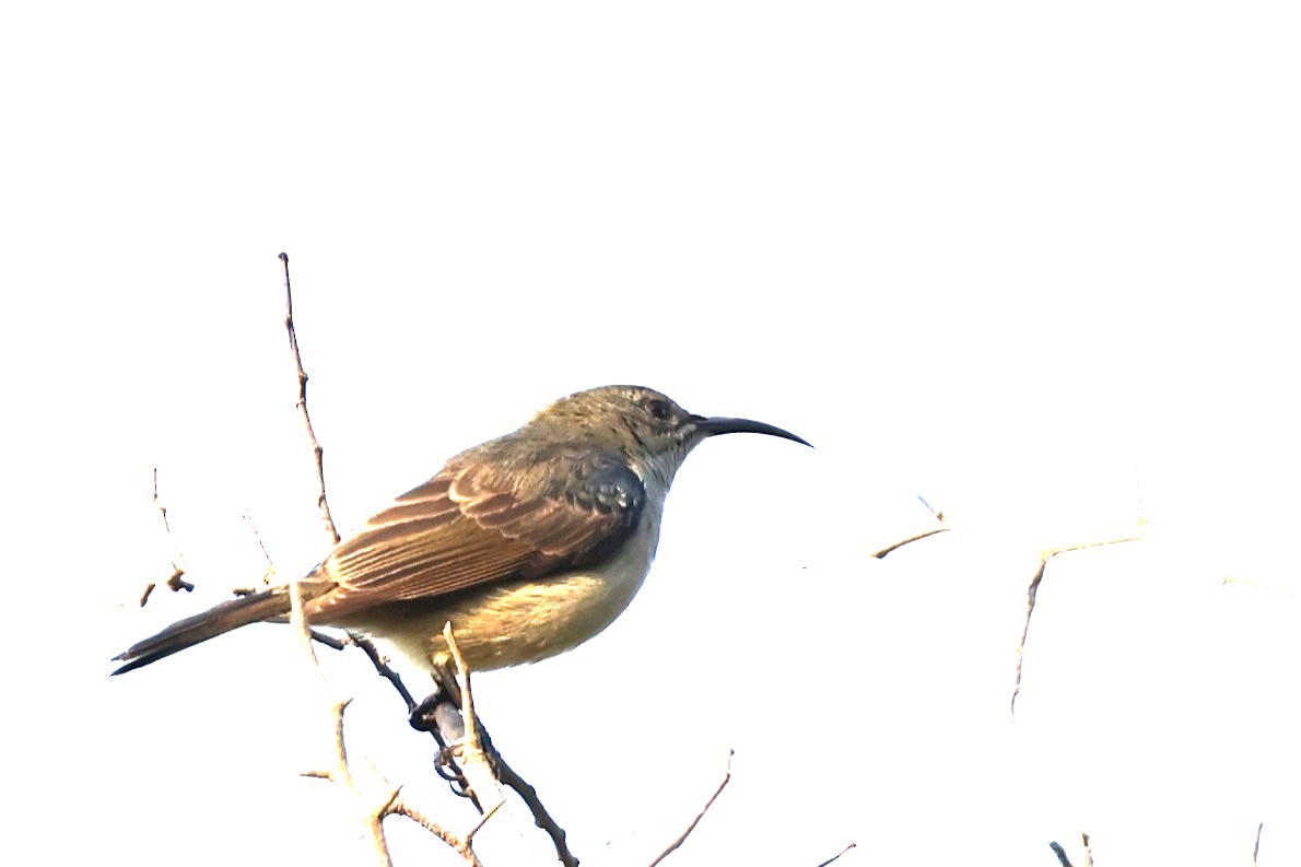 Mouse-colored Sunbird - ML636114323