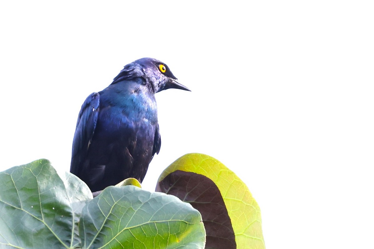 Black-bellied Starling - ML636114340