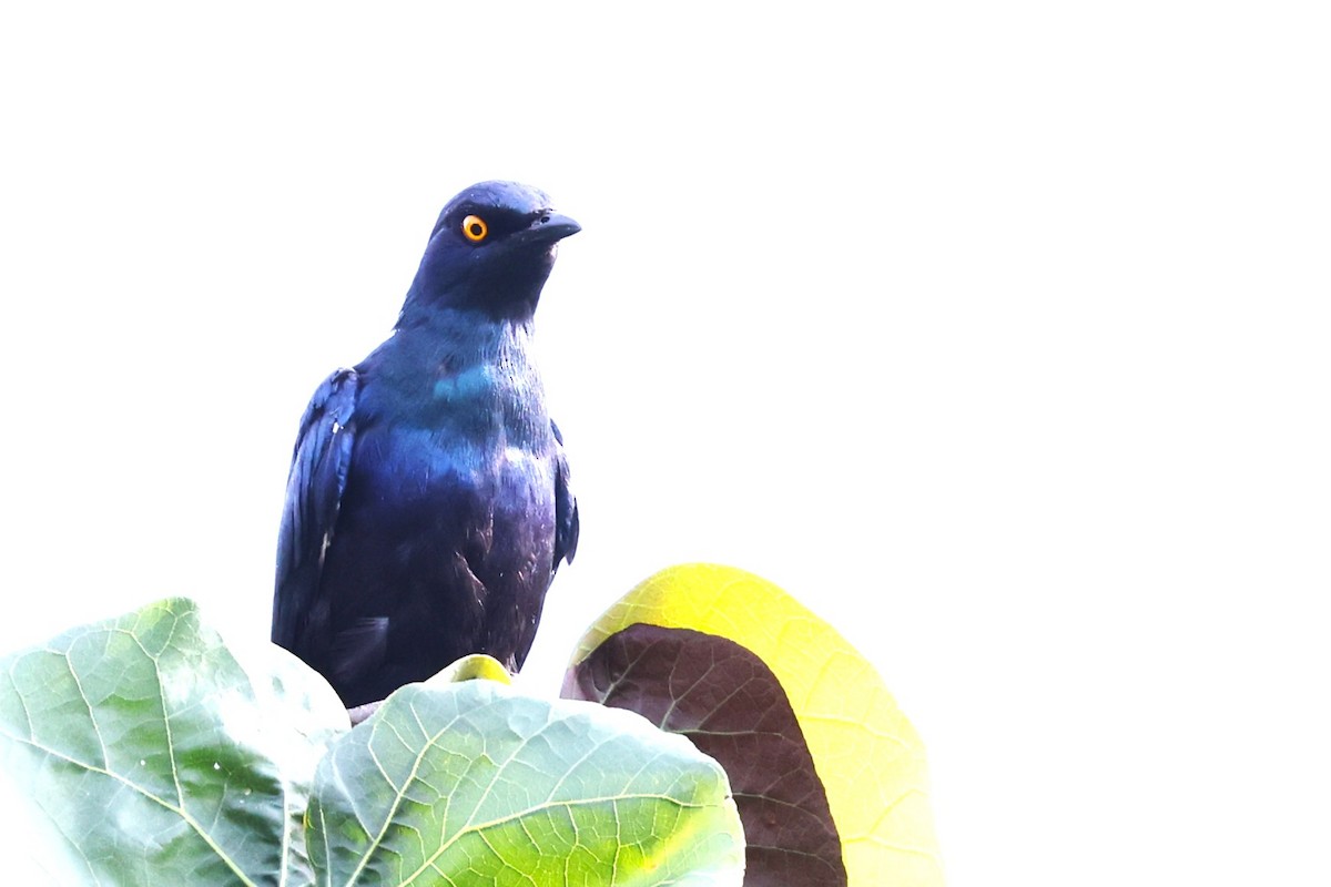 Black-bellied Starling - ML636114341