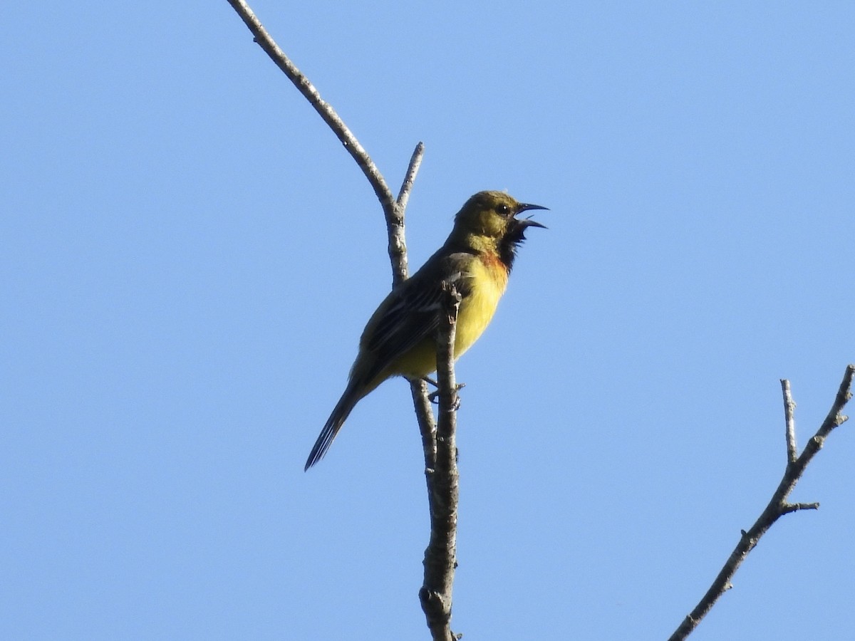 Orchard Oriole - ML636114384