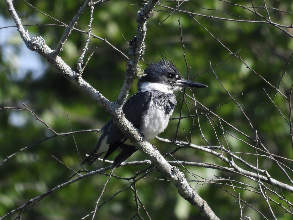 Belted Kingfisher - ML636114418