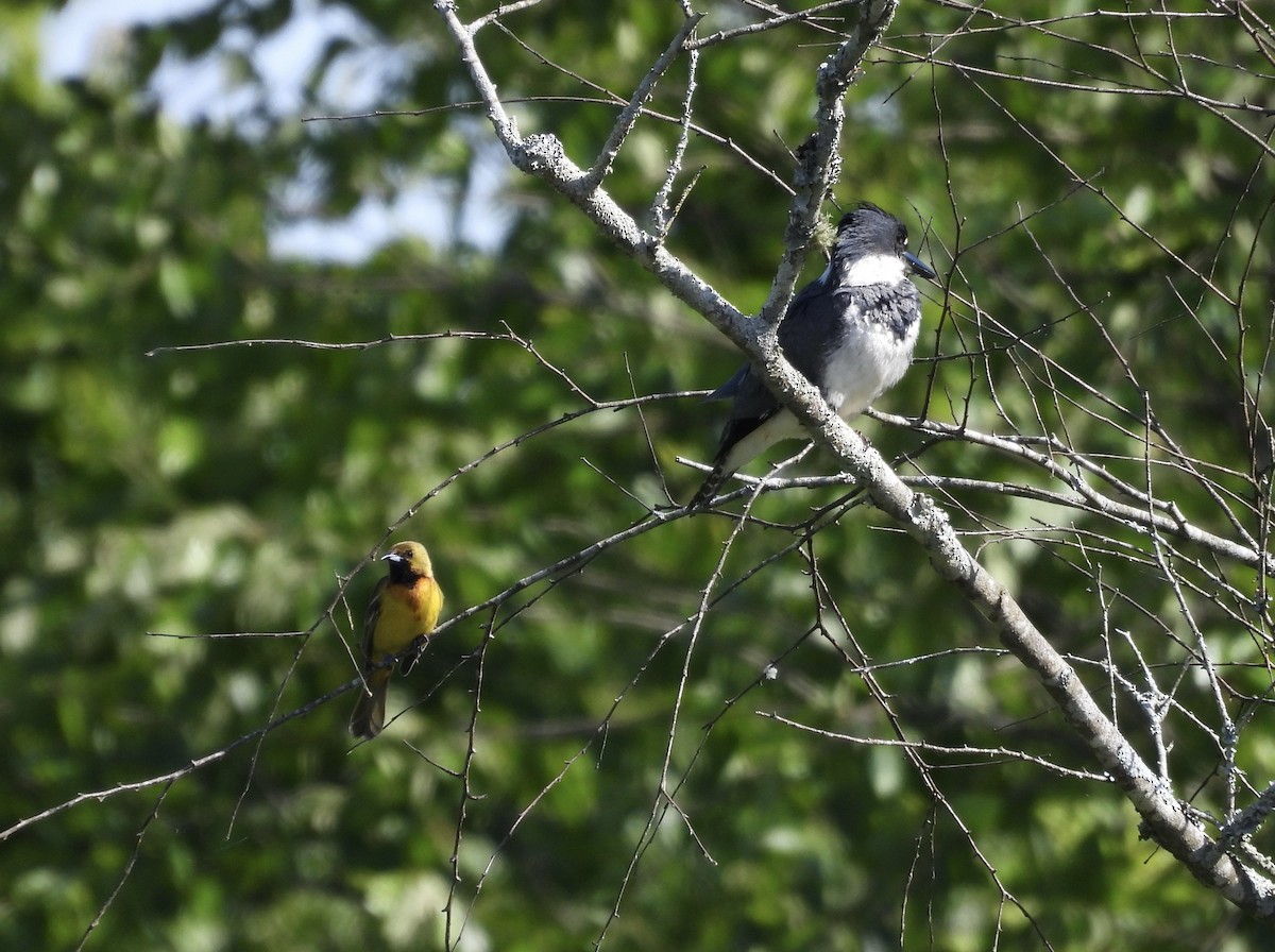 Orchard Oriole - ML636114469