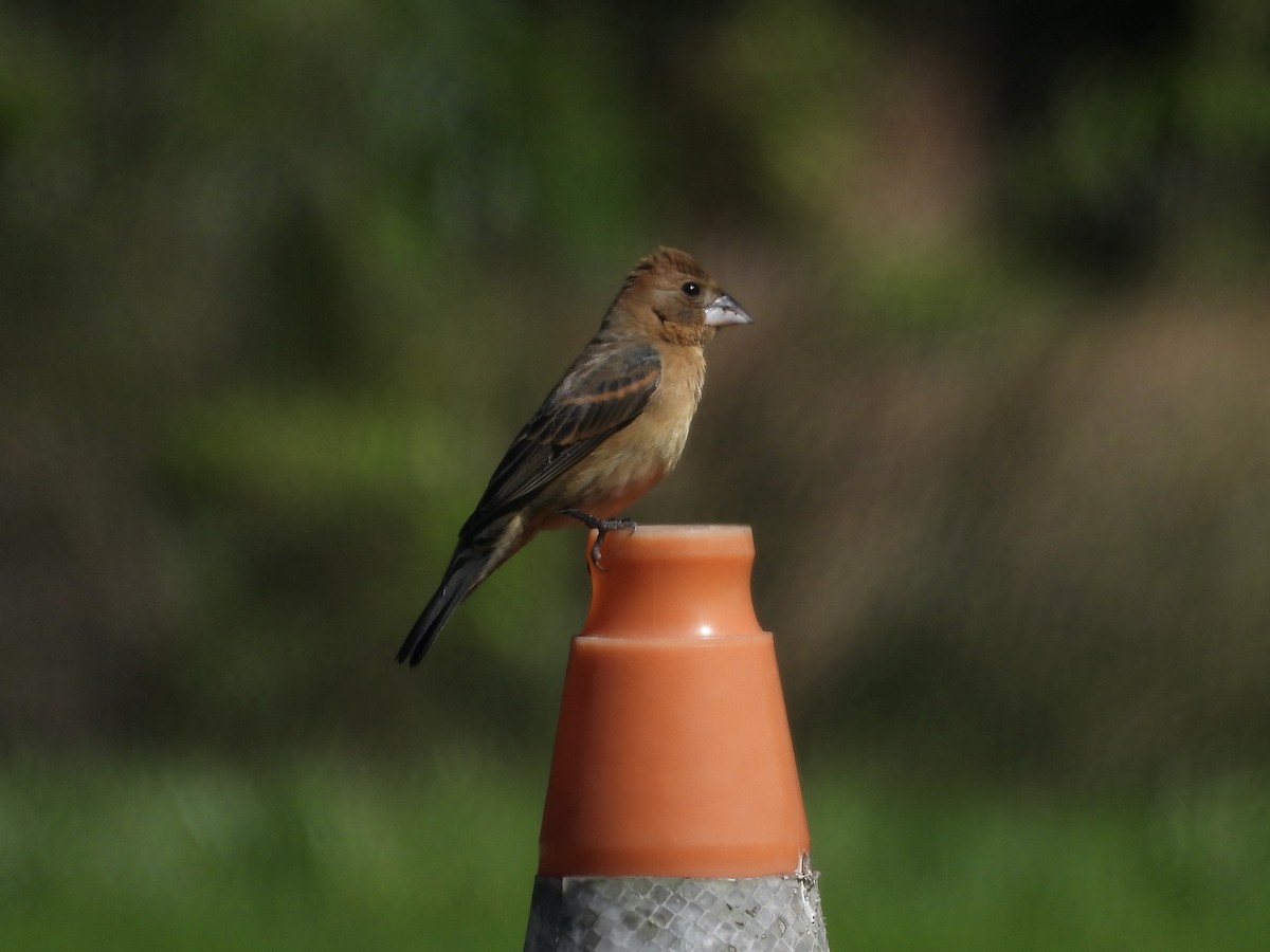 Blue Grosbeak - ML636114583