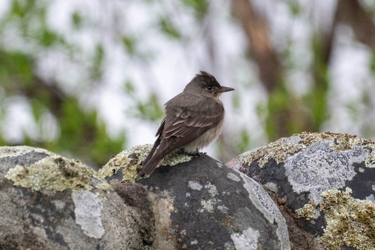 Olive-sided Flycatcher - ML636114630