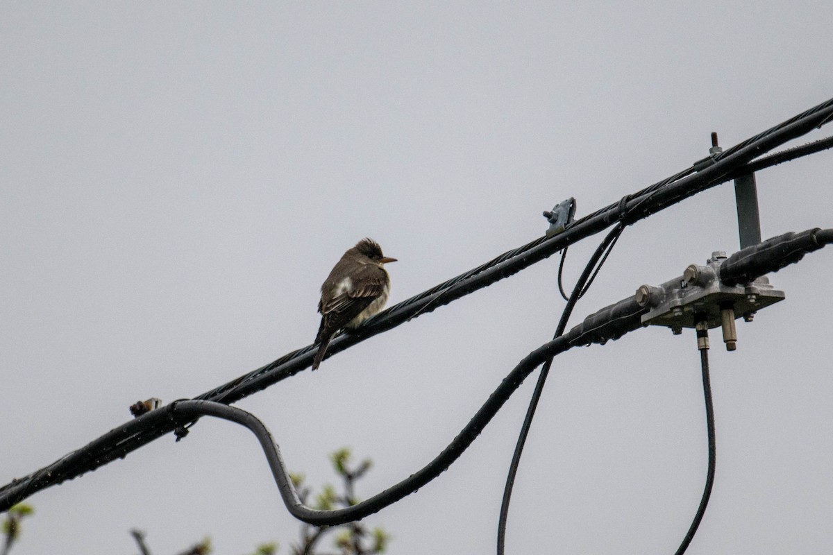 Olive-sided Flycatcher - ML636114631