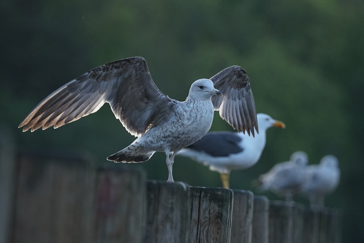 Yellow-legged Gull (michahellis) - ML636114655