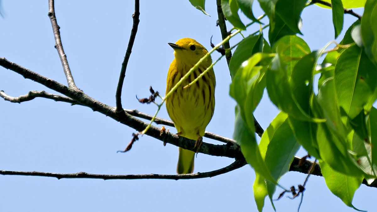 Yellow Warbler - ML636114683