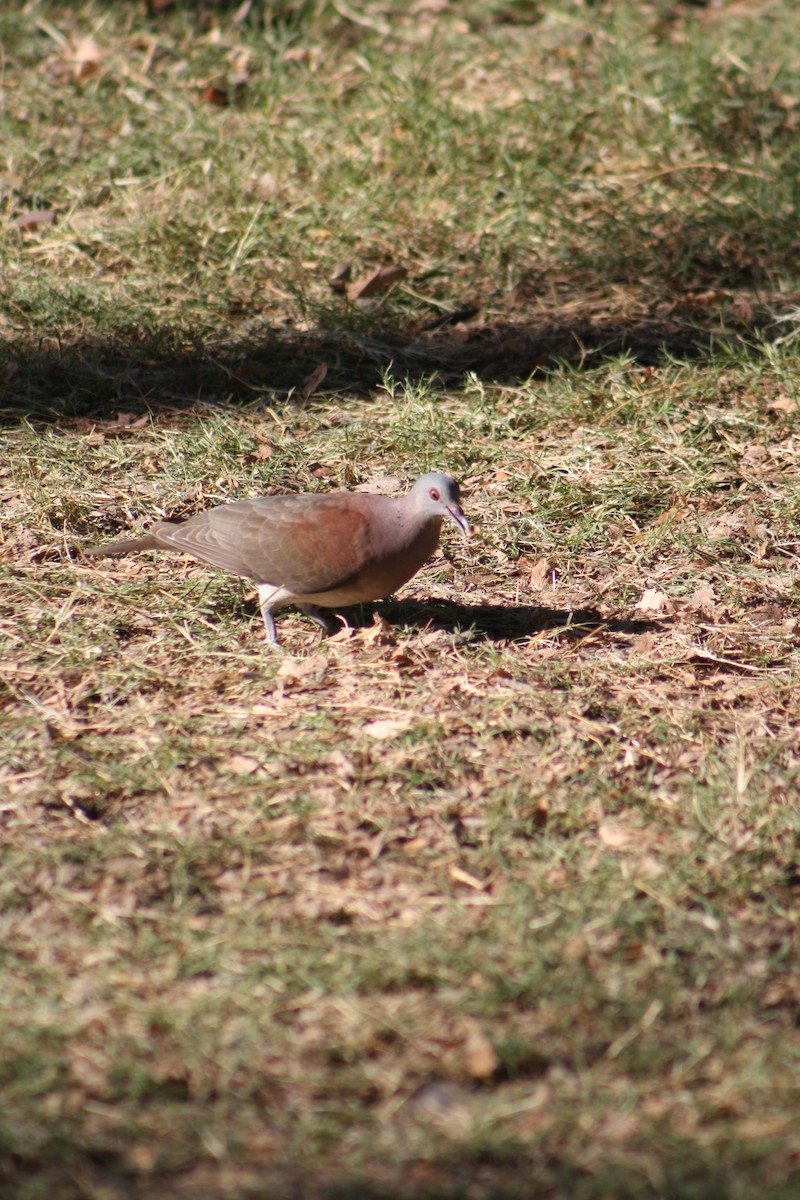 Malagasy Turtle-Dove - ML636114700