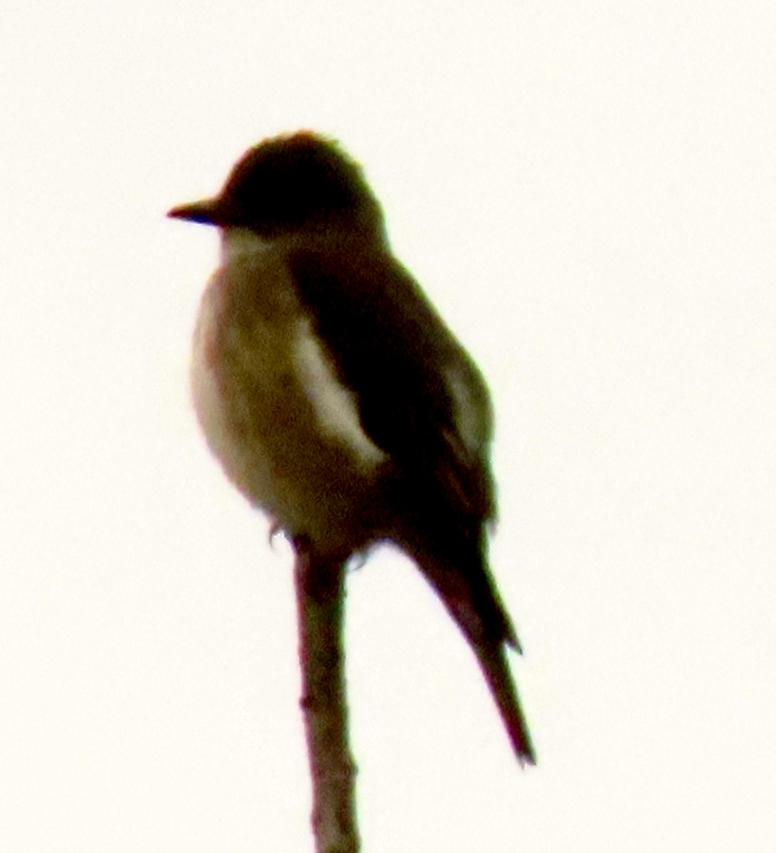Olive-sided Flycatcher - ML636114706