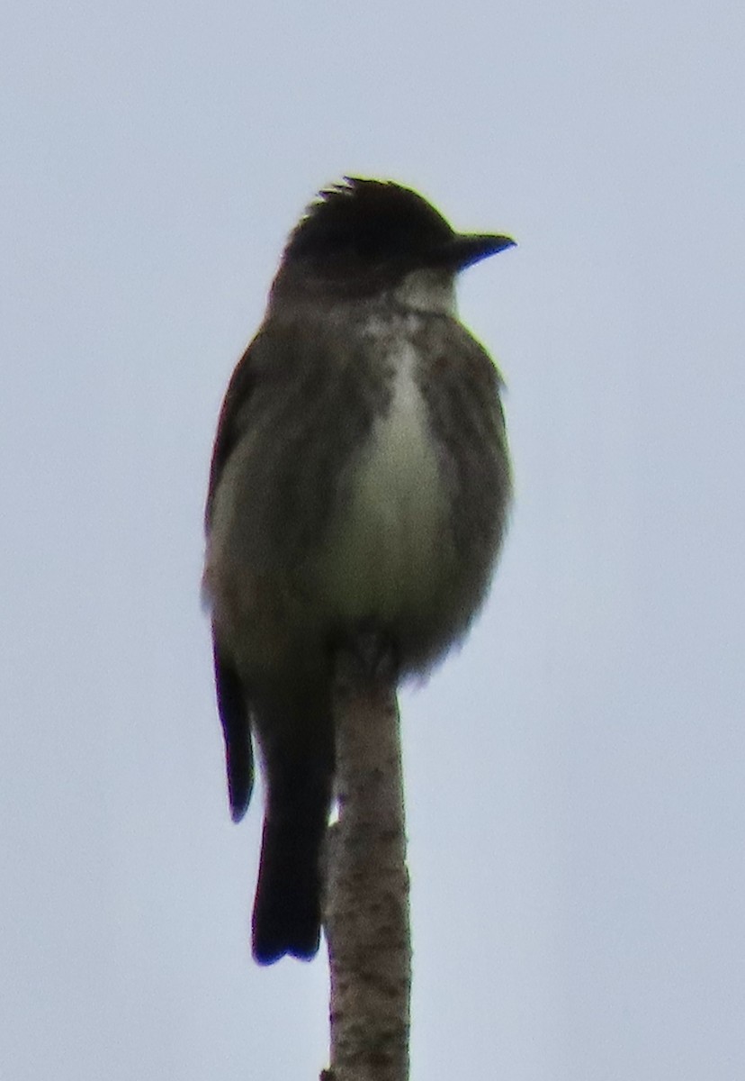 Olive-sided Flycatcher - ML636114719