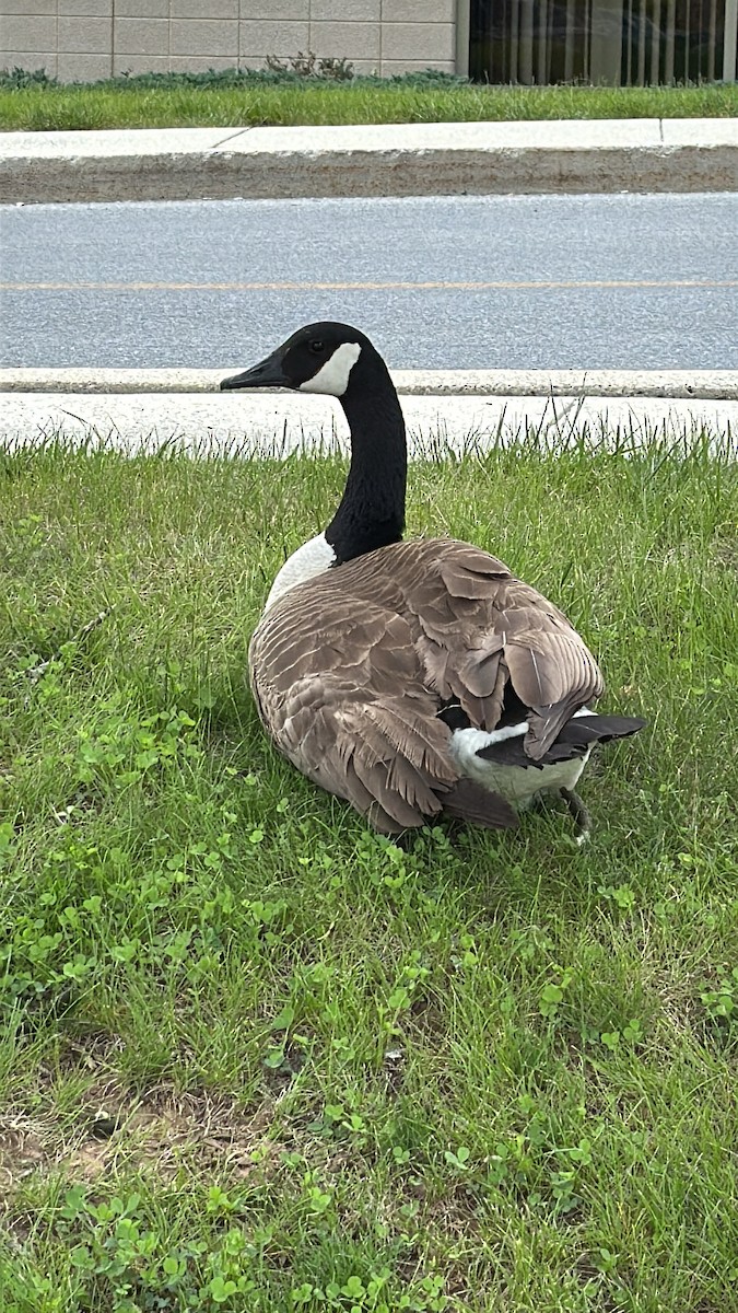 Oca canadese maggiore - ML636114730