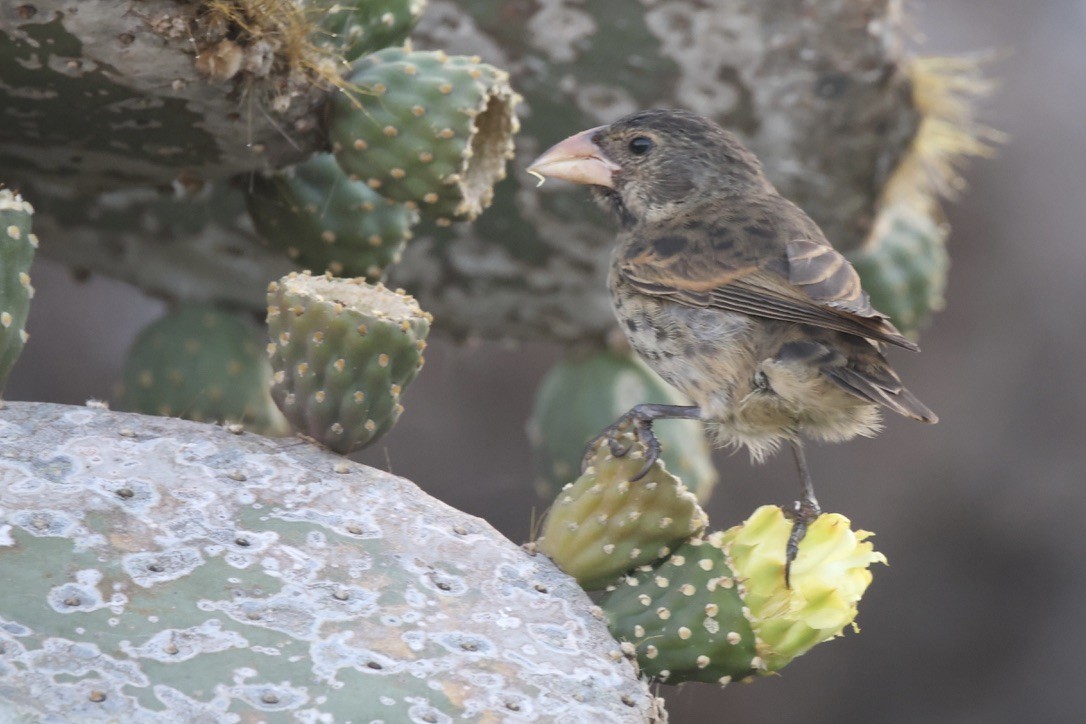 Genovesa Cactus-Finch - ML636114731