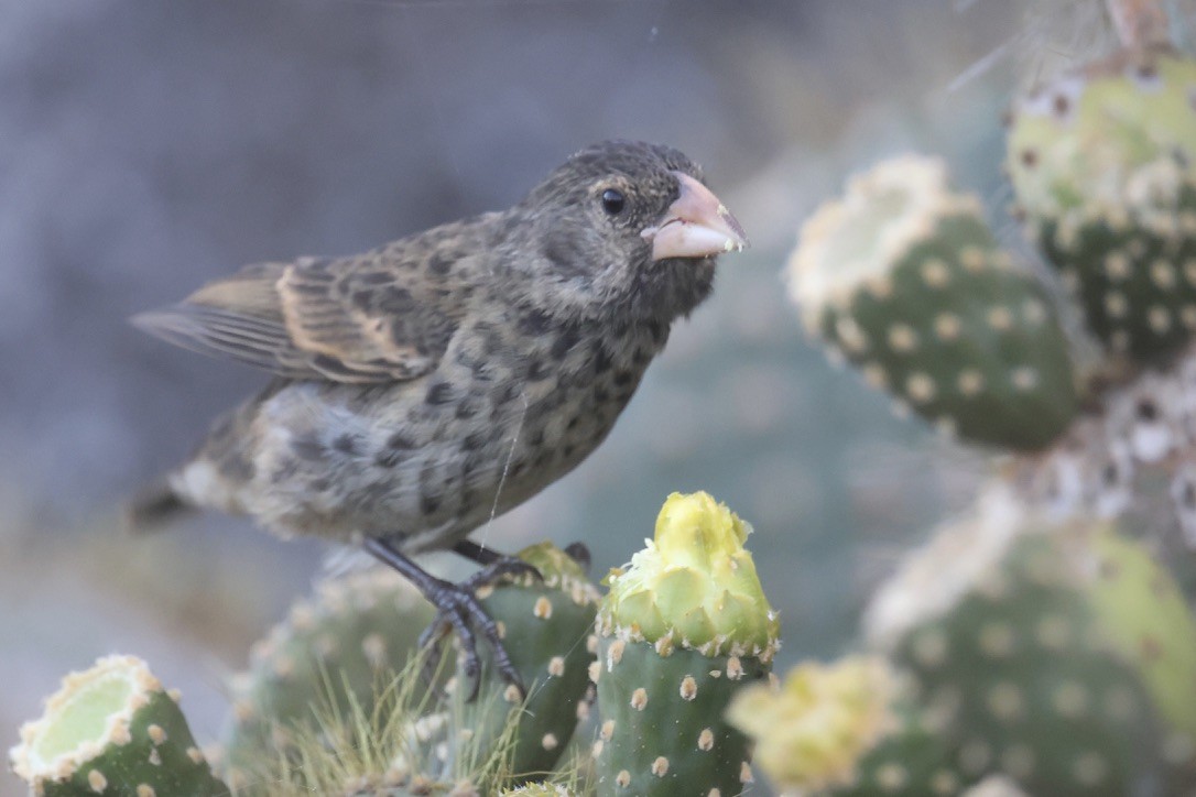 Genovesa Cactus-Finch - ML636114748