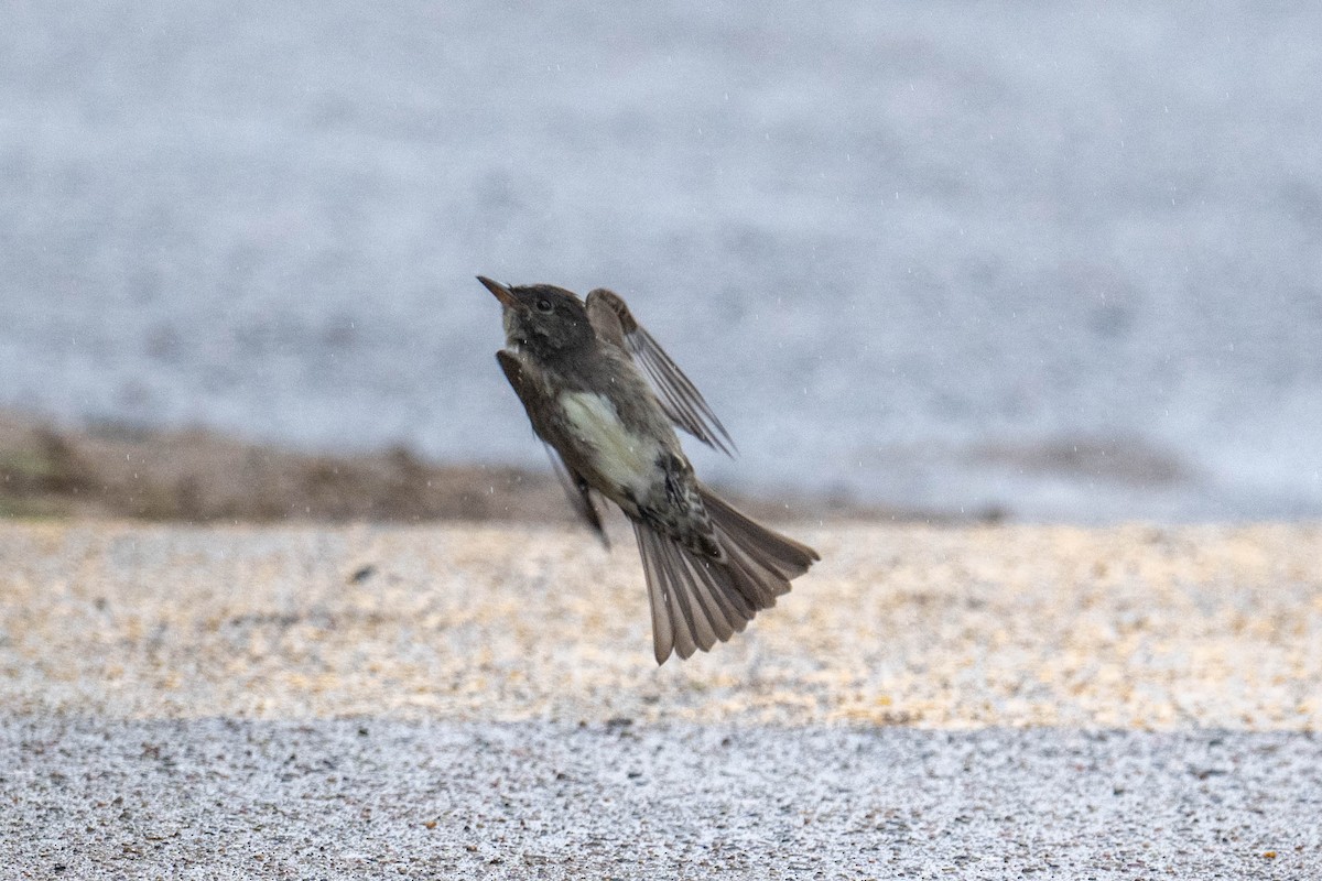 Olive-sided Flycatcher - ML636114772