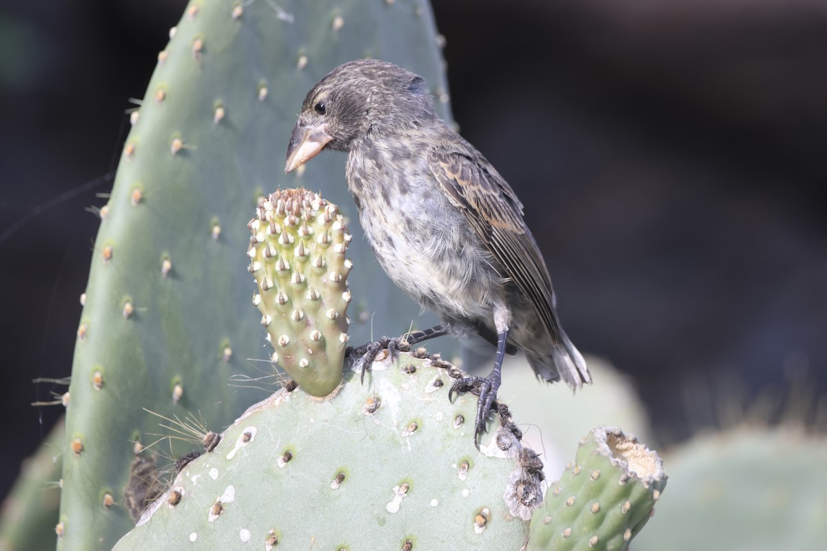 Genovesa Cactus-Finch - ML636114800