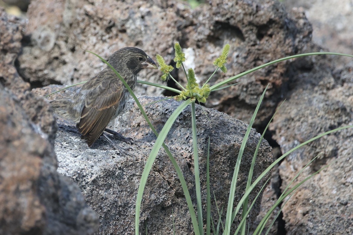 Genovesa Cactus-Finch - ML636114801