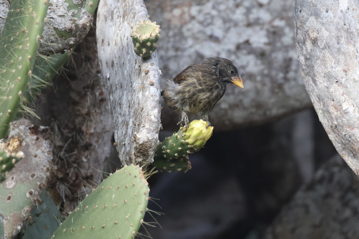 Genovesa Cactus-Finch - ML636114802