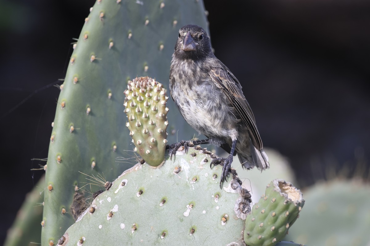 Genovesa Cactus-Finch - ML636114803