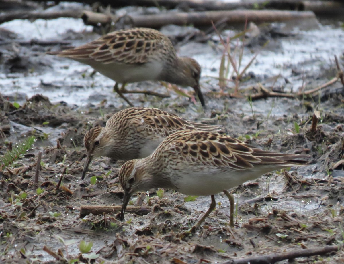 Pectoral Sandpiper - ML636114863
