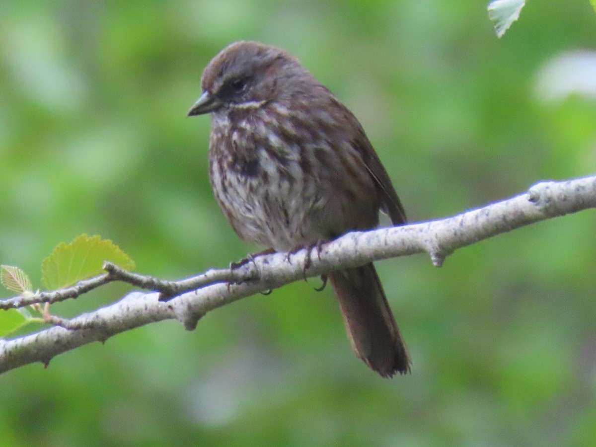 Song Sparrow - ML636114867