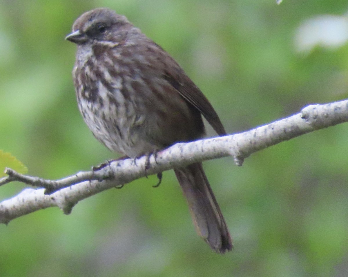 Song Sparrow - ML636114869