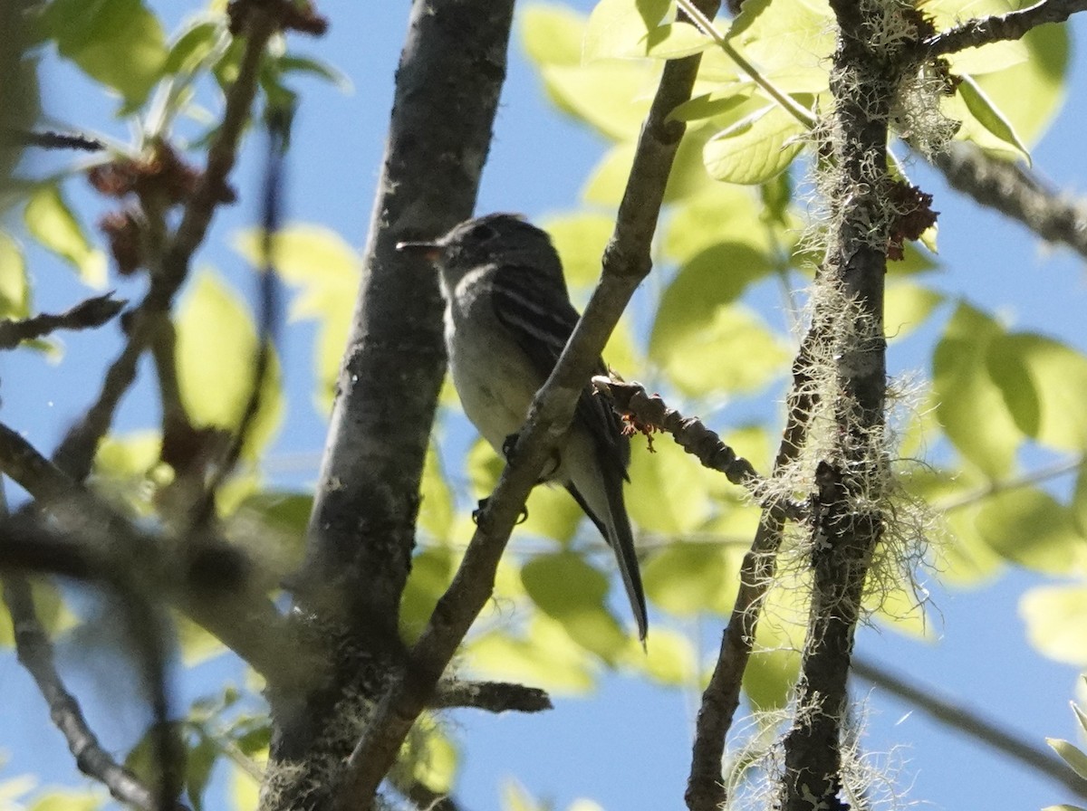 Empidonax sp. - ML636114999