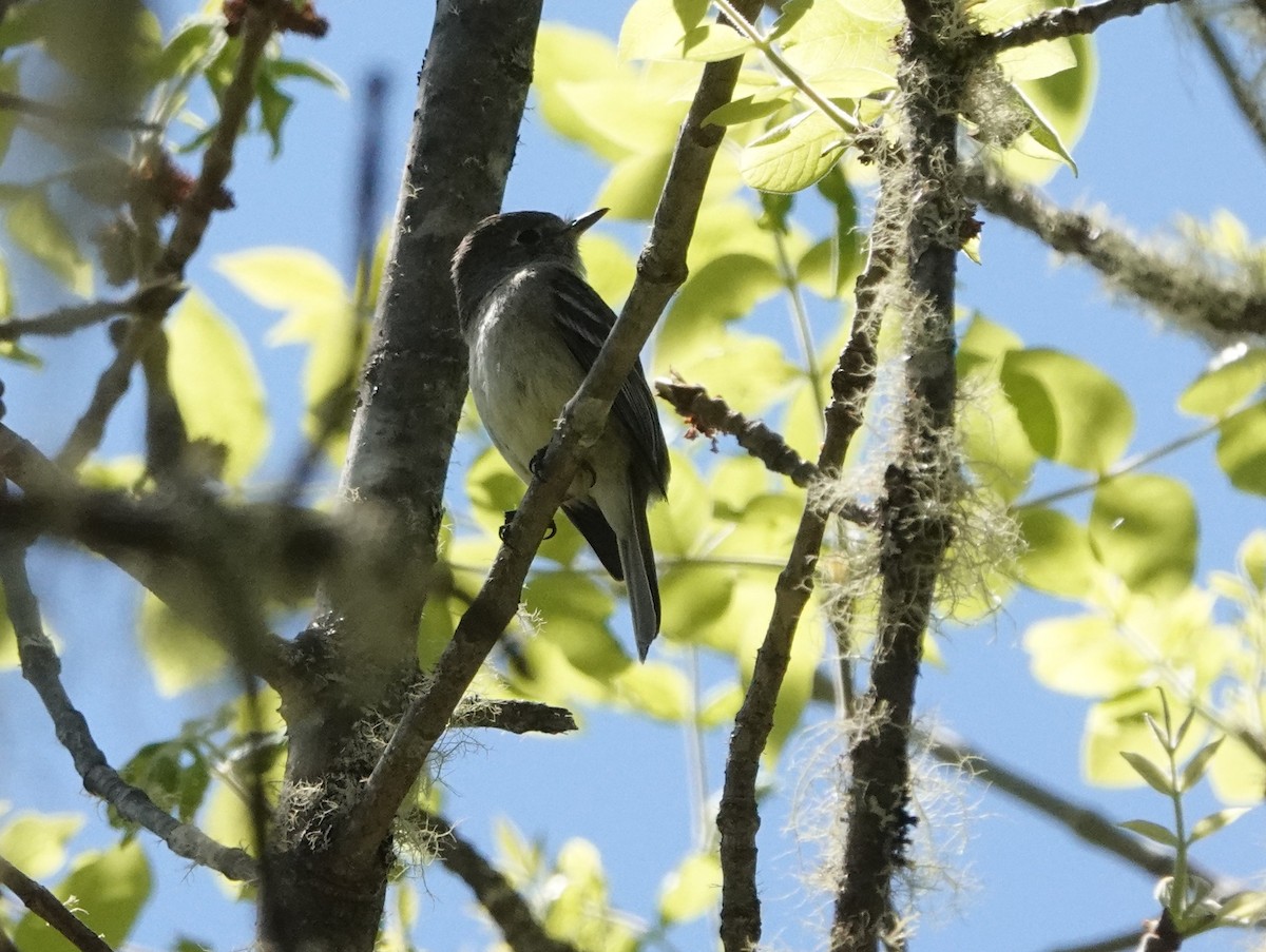 Empidonax sp. - ML636115002