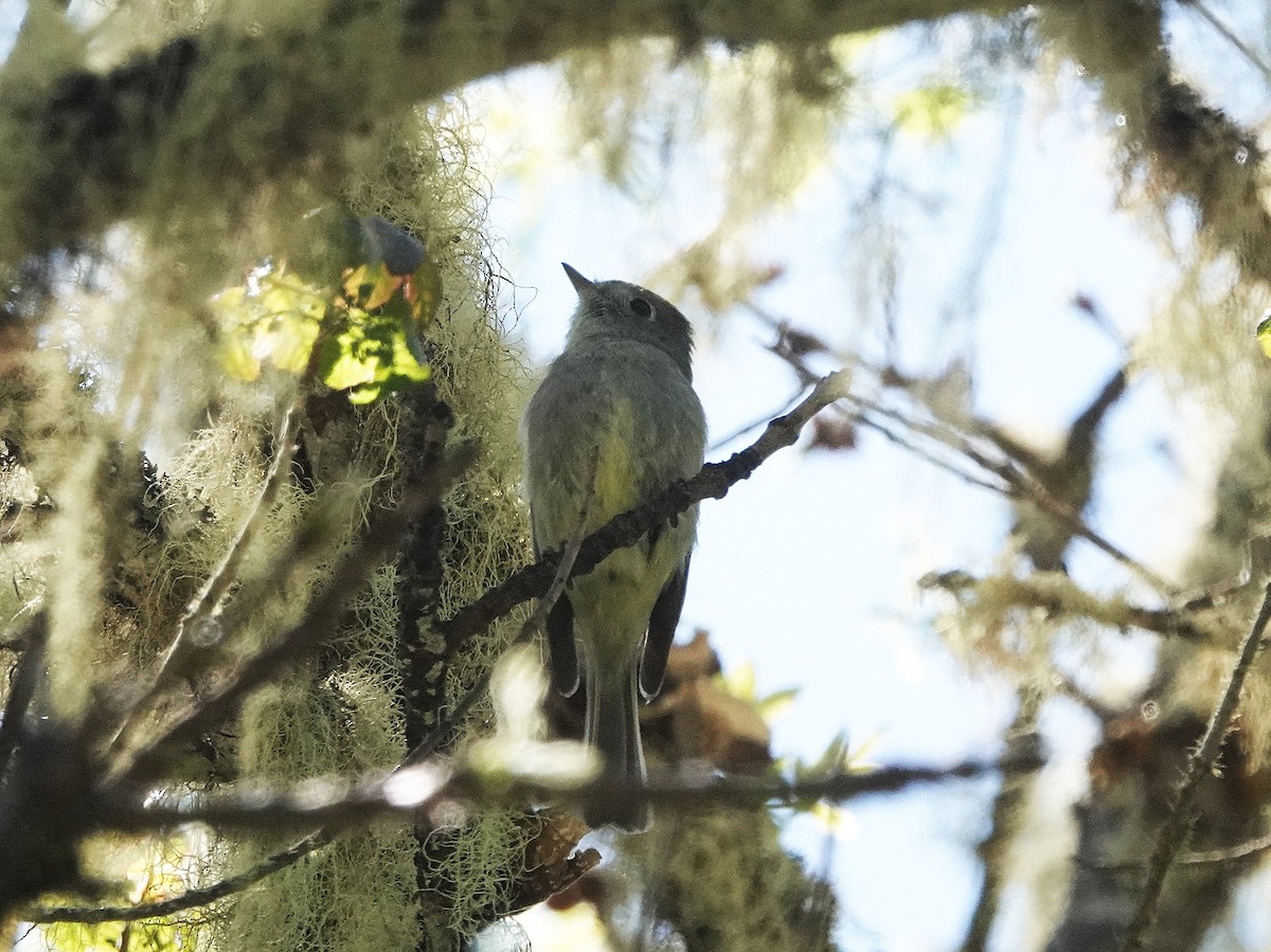 Hammond's Flycatcher - ML636115025