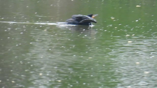 Cormorán Orejudo - ML636115026