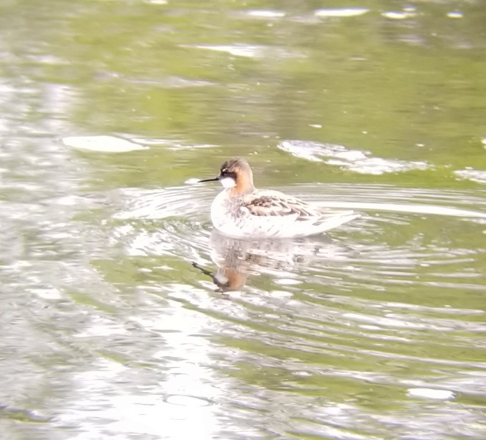 Red-necked Phalarope - ML636115033