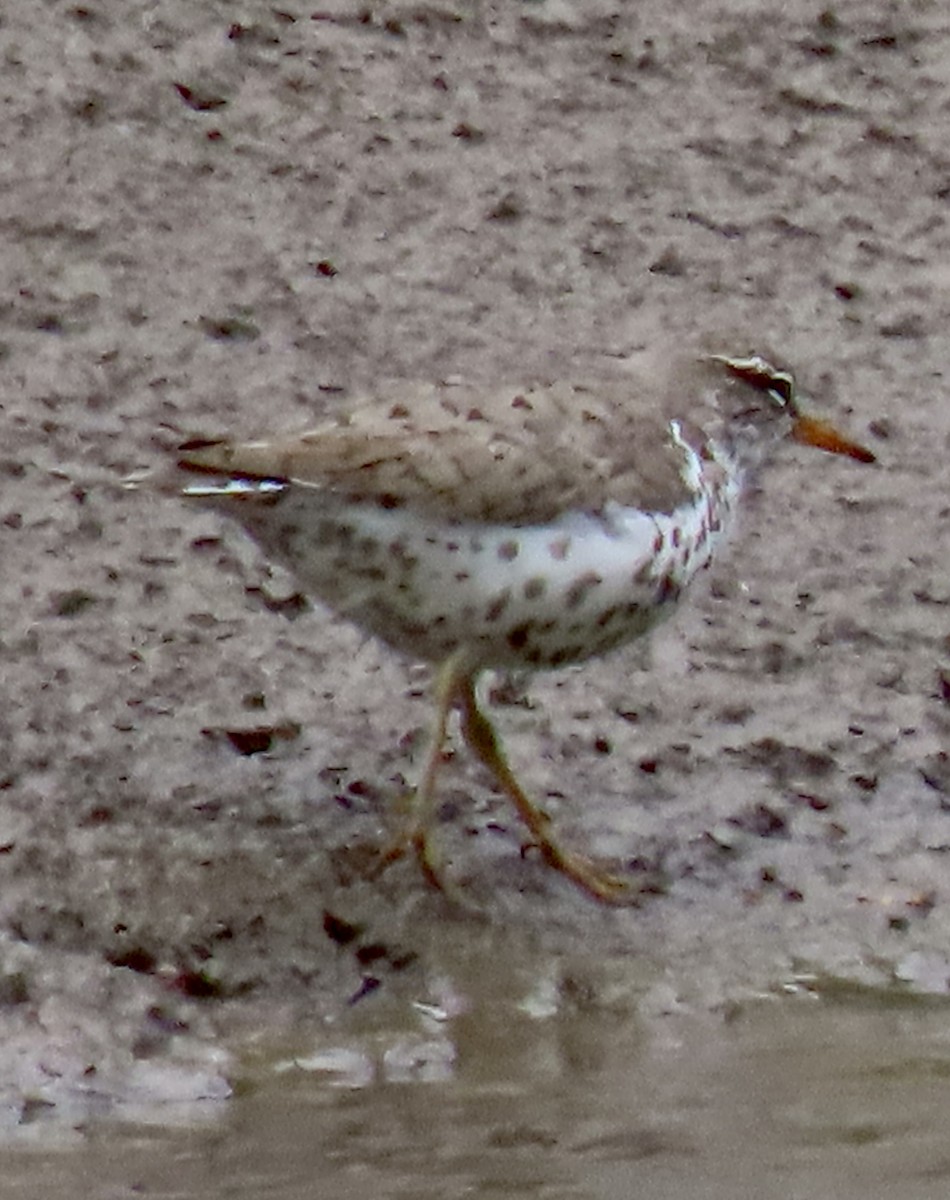 Spotted Sandpiper - ML636115073