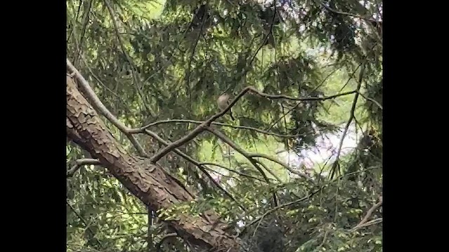 Acadian Flycatcher - ML636115135