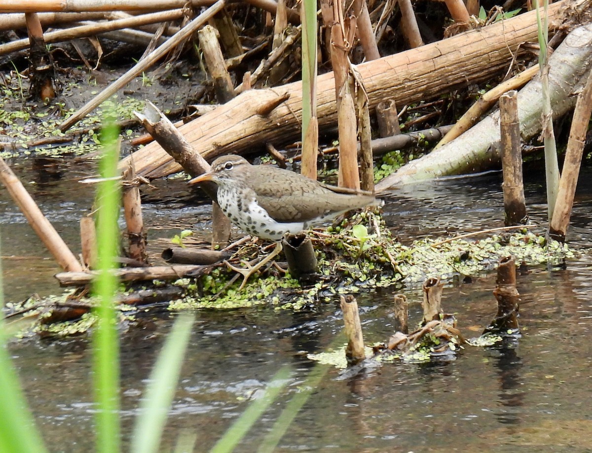 Solitary Sandpiper - ML636115366