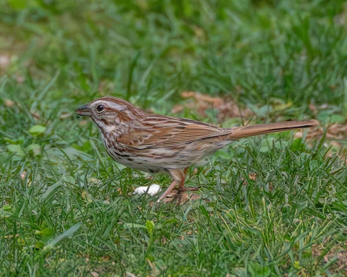 Song Sparrow - ML636115462