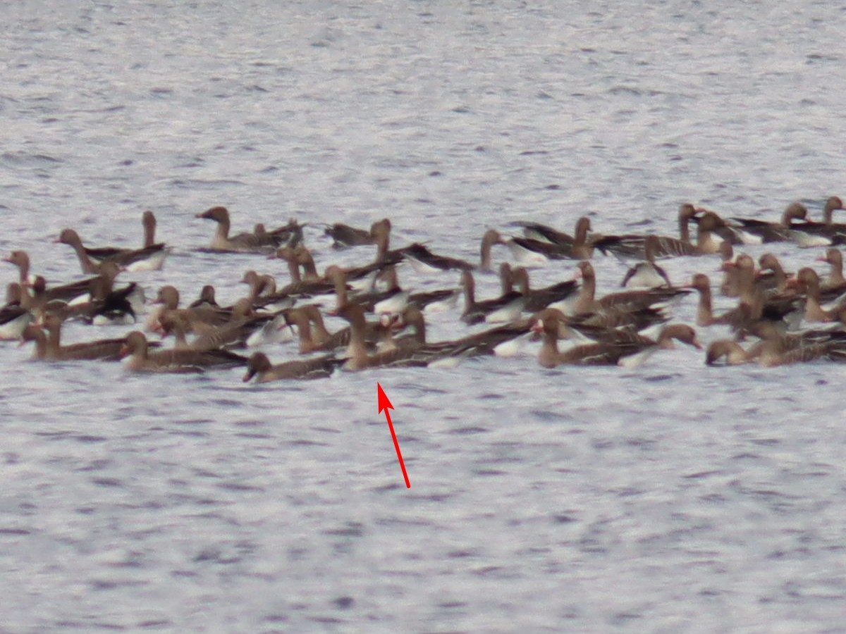 Taiga Bean-Goose - ML636115714