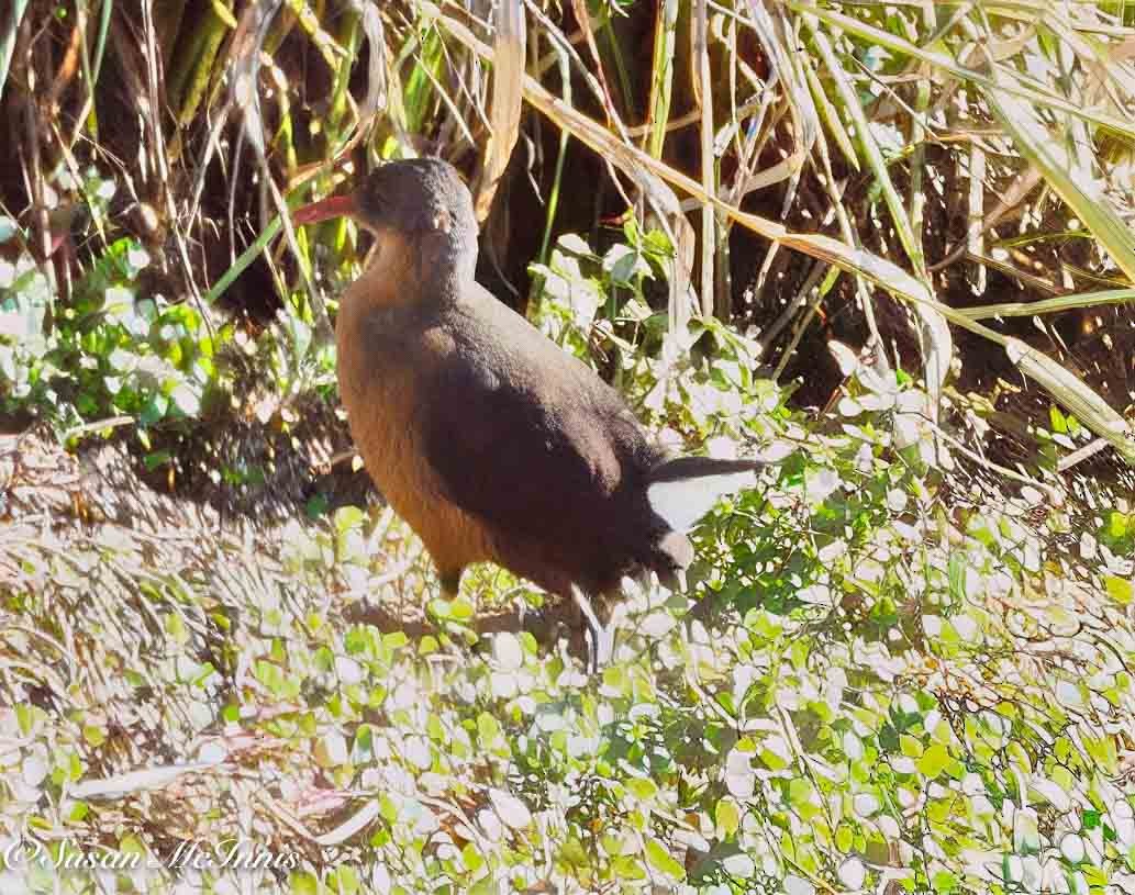 Rouget's Rail - ML636115720