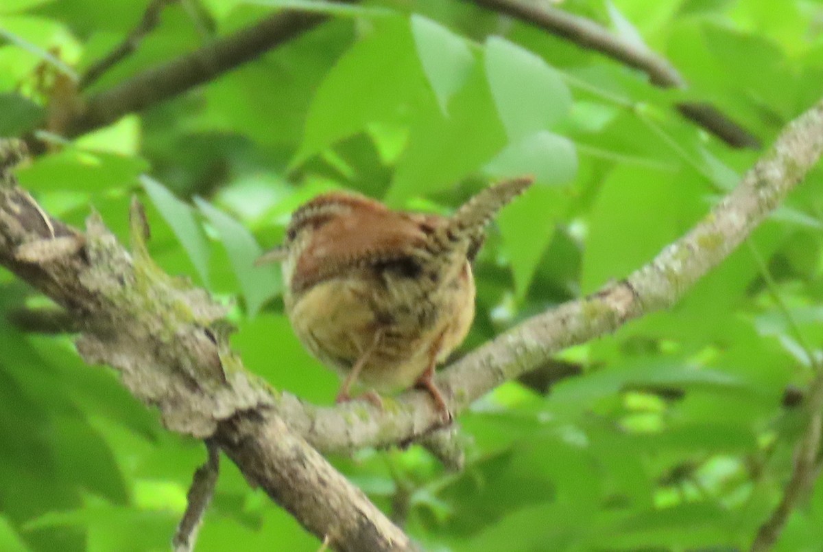 Troglodyte de Caroline - ML636115846