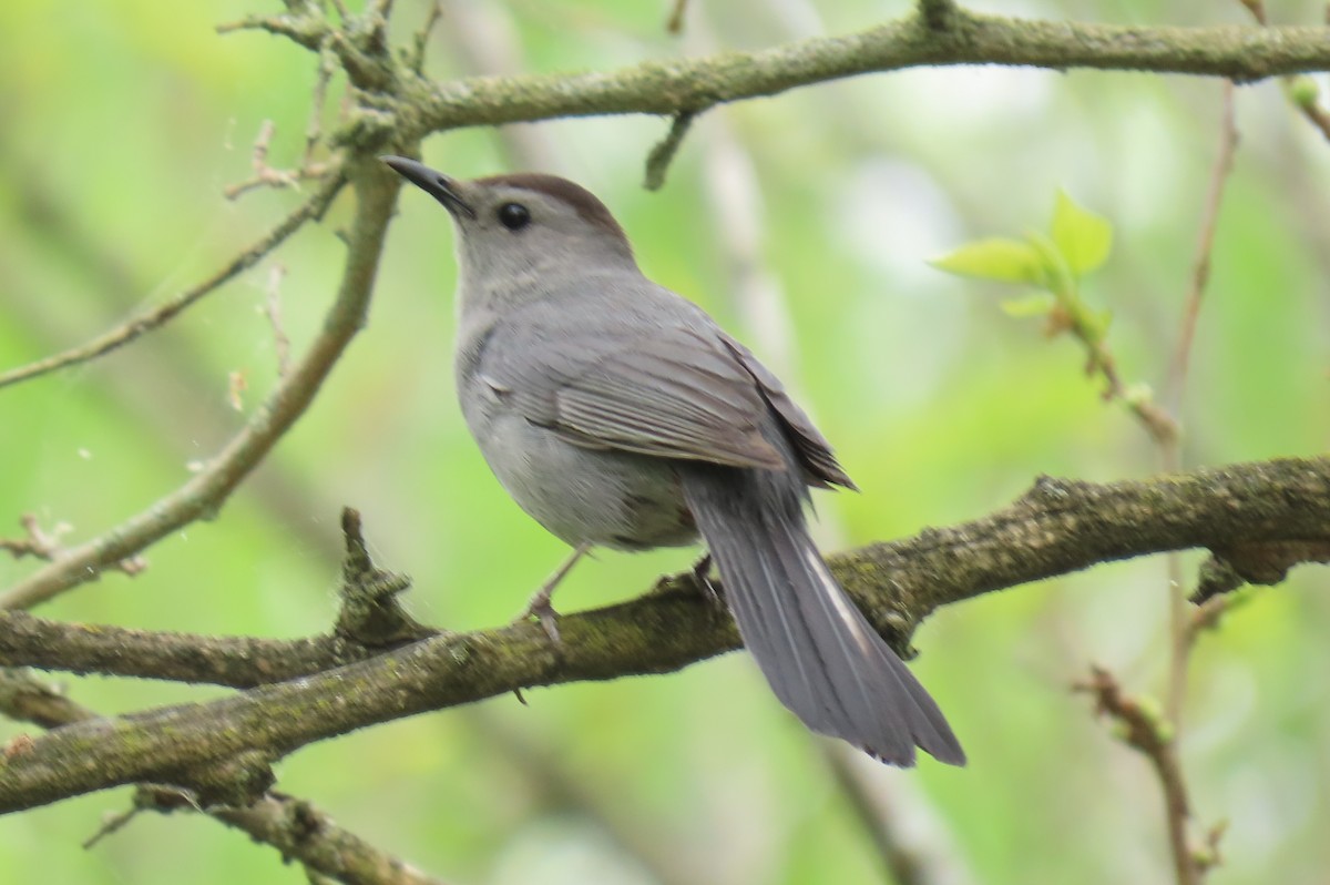 Moqueur chat - ML636115874