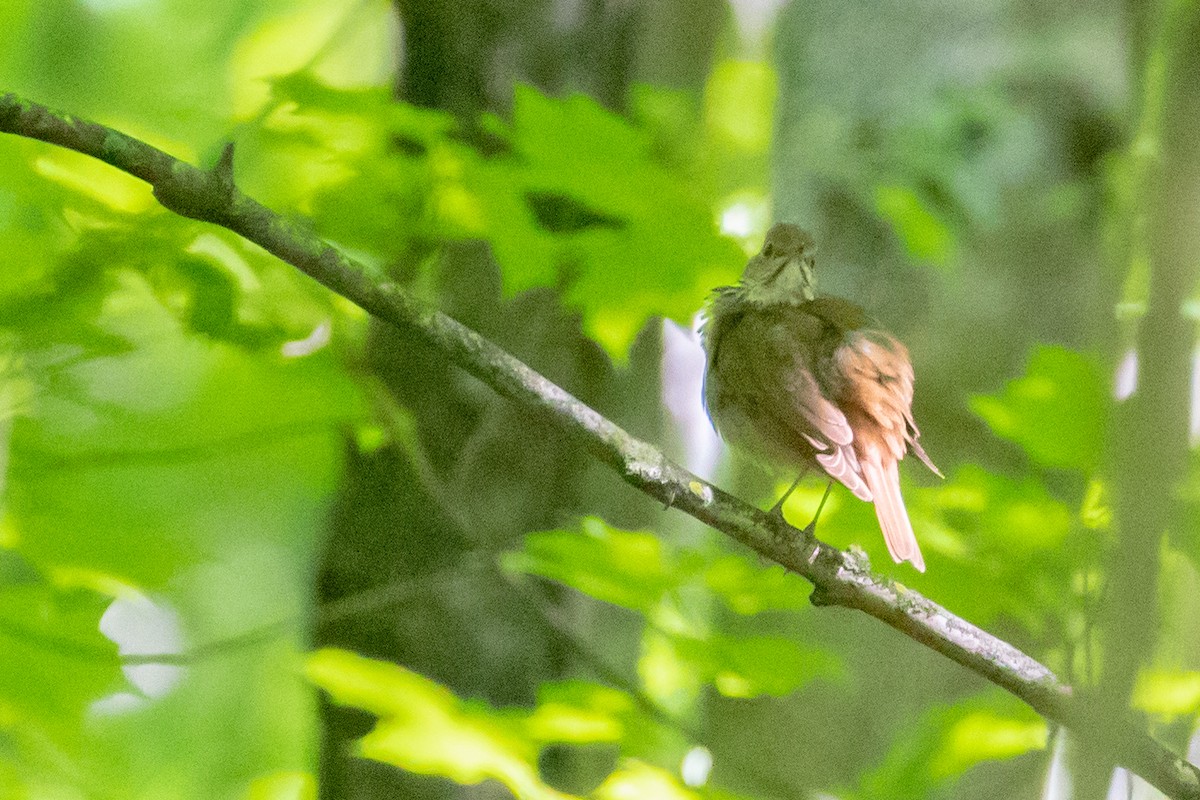 Hermit Thrush - ML636115917