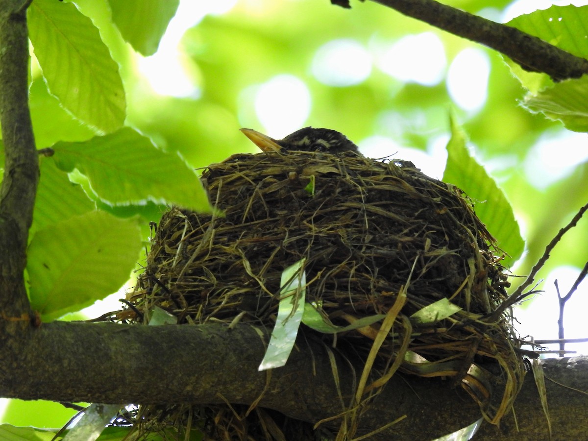 American Robin - ML636116041