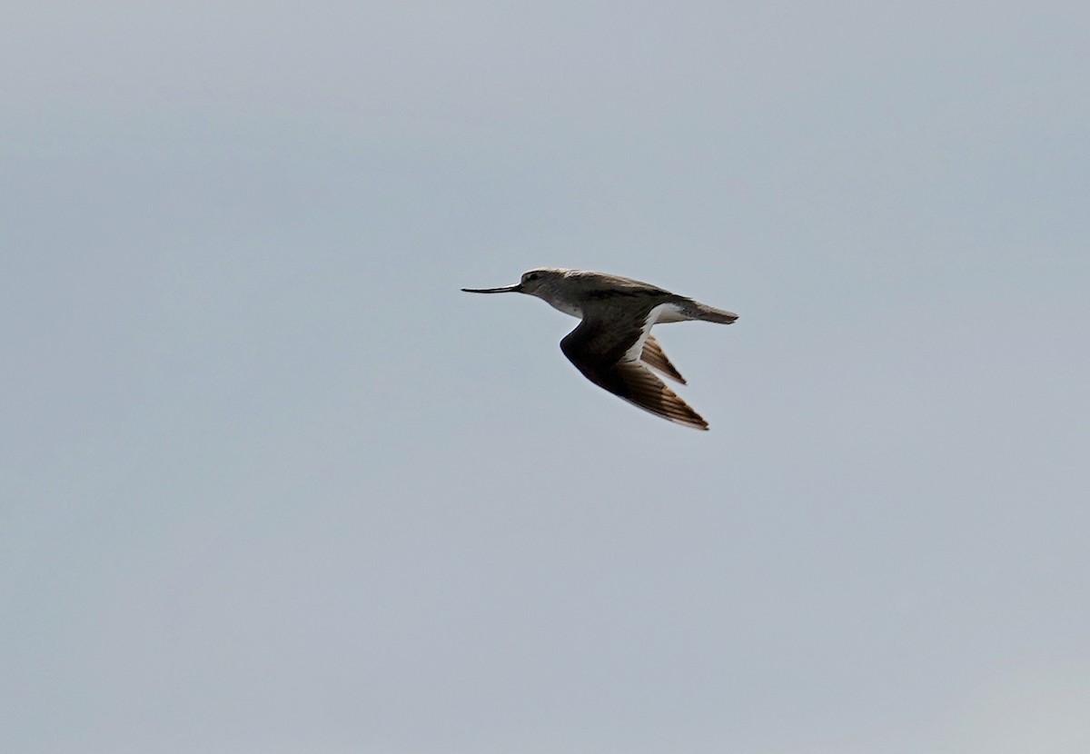 Terek Sandpiper - ML636116062