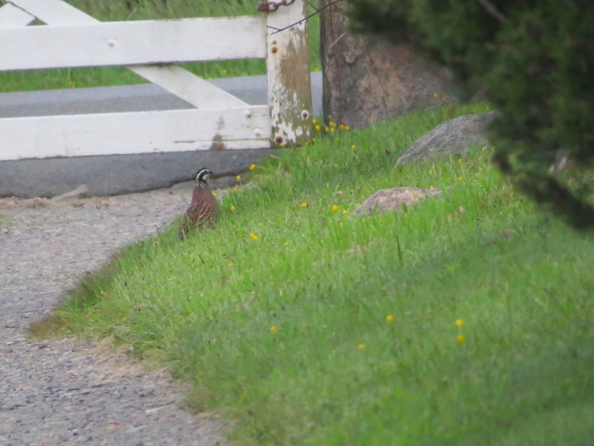 Northern Bobwhite - ML636116094